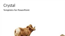  Presentation with rock climbing to top of mountain - Slides with rocky mountain big-horned sheep background and a white colored foreground