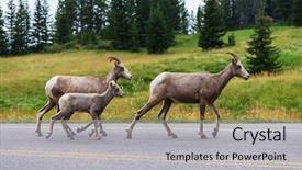  Presentation with banff national park - PPT layouts having rocky mountain big-horned sheep background and a light gray colored foreground