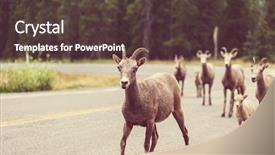  Presentation with banff national park - Colorful PPT theme enhanced with rocky mountain big-horned sheep backdrop and a tawny brown colored foreground