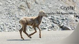  Presentation with banff national park - PPT theme enhanced with rocky mountain big-horned sheep background and a  colored foreground