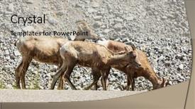  Presentation with banff national park - Presentation theme with rocky mountain big-horned sheep background and a  colored foreground