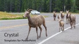  Presentation with banff national park - Cool new presentation with rocky mountain big-horned sheep backdrop and a  colored foreground