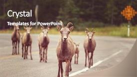  Presentation with banff national park - Amazing presentation theme having rocky mountain big-horned sheep backdrop and a  colored foreground