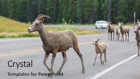 Presentation with banff national park - Slides consisting of rocky mountain big-horned sheep background and a  colored foreground