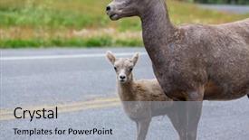  Presentation with banff national park - Audience pleasing PPT theme consisting of rocky mountain big-horned sheep backdrop and a  colored foreground
