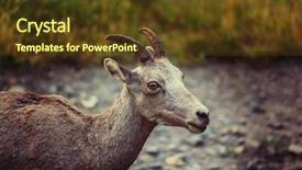  Presentation with banff national park - Audience pleasing PPT layouts consisting of rocky mountain big-horned sheep backdrop and a tawny brown colored foreground