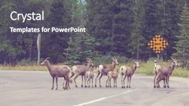  Presentation with banff national park - Cool new theme with rocky mountain big-horned sheep backdrop and a dark gray colored foreground