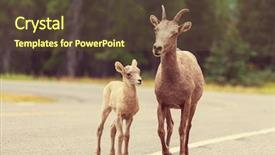  Presentation with banff national park - Cool new presentation theme with rocky mountain big-horned sheep backdrop and a tawny brown colored foreground