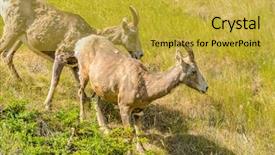  Presentation with sheep - Presentation design enhanced with rocky mountain bighorn sheep jasper background and a yellow colored foreground