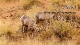  Presentation with rocky - Presentation design having rocky mountain sheep background and a gold colored foreground