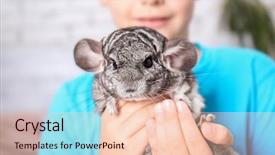  Presentation with funny - Slides having rodents - boy with funny chinchilla closeup background and a lemonade colored foreground