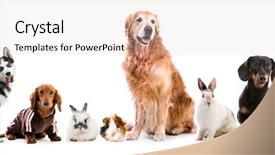  Presentation with pets - Colorful presentation theme enhanced with hare - collage of pets isolated backdrop and a white colored foreground