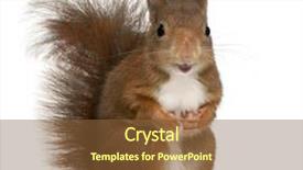  Presentation with thymus vulgaris - Slide deck having sciurus vulgaris 4 years old background and a tawny brown colored foreground