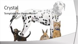  Presentation with pets - Beautiful presentation featuring rodents - group of pets isolated backdrop and a white colored foreground