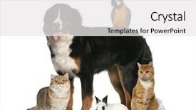  Presentation with pets - Slides featuring group of pets isolated background and a white colored foreground