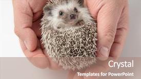  Presentation with hands holding - Audience pleasing theme consisting of person holding cute african dwarf backdrop and a coral colored foreground