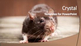  Presentation with pet rats - Audience pleasing slide set consisting of rodents - pet rats on a wooden backdrop and a tawny brown colored foreground