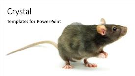  Presentation with white rat - Colorful PPT layouts enhanced with rat isolated on white background backdrop and a white colored foreground