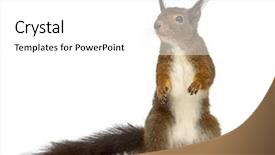  Presentation with red white blue confetti - Beautiful PPT theme featuring red squirrel in front backdrop and a white colored foreground