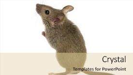  Presentation with 1st birthday mickey mouse - Audience pleasing theme consisting of rodents - wood mouse looking up backdrop and a blonde colored foreground