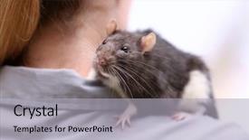  Presentation with rat - Audience pleasing presentation theme consisting of rodents - young woman with cute rat backdrop and a light gray colored foreground