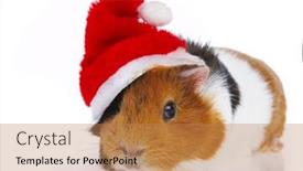  Presentation with rodent - 