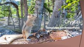  Presentation with rodent - Cool new PPT theme with rodent on dry tree in green forest backdrop and a gray colored foreground