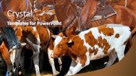  Presentation with rodeo - PPT theme featuring rodeo show showing steer roping background and a tawny brown colored foreground