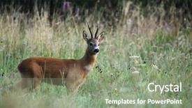  Presentation with deer - PPT theme having roe deer - roebuck capreolus capreolus background and a seafoam green colored foreground