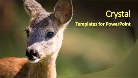  Presentation with deer - Amazing PPT layouts having roe deer - young roebuck capreolus capreolus backdrop and a wine colored foreground