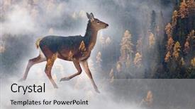  Presentation with pine forest - PPT theme having roe deer and pine forest background and a light gray colored foreground