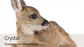  Presentation with old days - Slides featuring roe deer fawn - capreolus capreolus background and a coral colored foreground