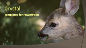  Presentation with deer - PPT layouts enhanced with roe-deer-fawn-in-forest background and a tawny brown colored foreground