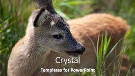  Presentation with deer - PPT layouts enhanced with roe-deer-in-green-rural background and a tawny brown colored foreground