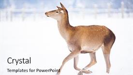  Presentation with snow blizzard in winter - Slide deck consisting of roe deer in winter snow background and a  colored foreground