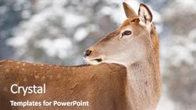  Presentation with snow blizzard in winter - Slide deck enhanced with roe deer in winter snow background and a  colored foreground