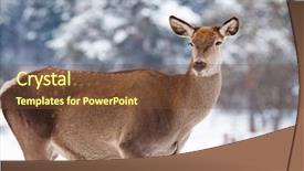  Presentation with deer - Amazing PPT theme having roe deer in winter snow backdrop and a  colored foreground