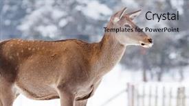 Presentation with deer - Beautiful slide deck featuring roe deer in winter snow backdrop and a  colored foreground