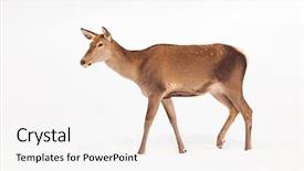  Presentation with snow blizzard in winter - Slide set featuring roe deer in winter snow background and a  colored foreground