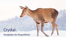  Presentation with snow blizzard in winter - PPT layouts with roe deer in winter snow background and a  colored foreground