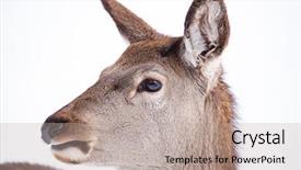  Presentation with deer - PPT layouts having roe deer in winter snow background and a  colored foreground