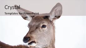  Presentation with snow blizzard in winter - Colorful slide deck enhanced with roe deer in winter snow backdrop and a light gray colored foreground