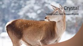  Presentation with snow blizzard in winter - Cool new theme with roe deer in winter snow backdrop and a light blue colored foreground