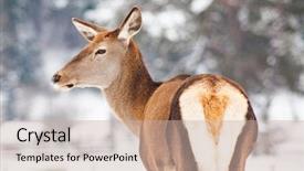  Presentation with deer - Colorful PPT theme enhanced with roe deer in winter snow backdrop and a  colored foreground