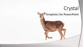  Presentation with deer - Beautiful slide deck featuring roe deer in winter snow backdrop and a  colored foreground