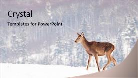 Presentation with snow blizzard in winter - Slide set featuring roe deer in winter snow background and a  colored foreground