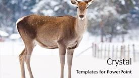  Presentation with deer - Colorful PPT theme enhanced with roe deer in winter snow backdrop and a white colored foreground
