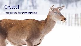  Presentation with deer - Audience pleasing slide deck consisting of roe deer in winter snow backdrop and a sky blue colored foreground