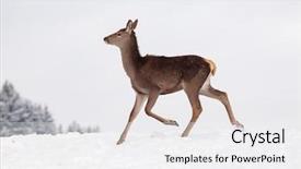  Presentation with snow blizzard in winter - Amazing PPT layouts having roe deer in winter snow backdrop and a white colored foreground
