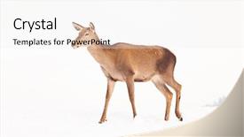  Presentation with snow blizzard in winter - Slide deck consisting of roe deer in winter snow background and a white colored foreground